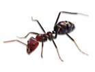 Ants