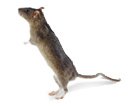 Rats