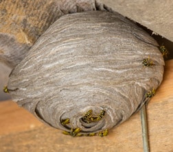 nest