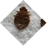 Common and German Wasp